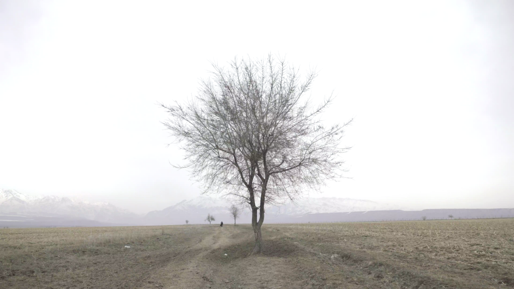 A still image from a film, depicting a tree in a field and a person in the distance